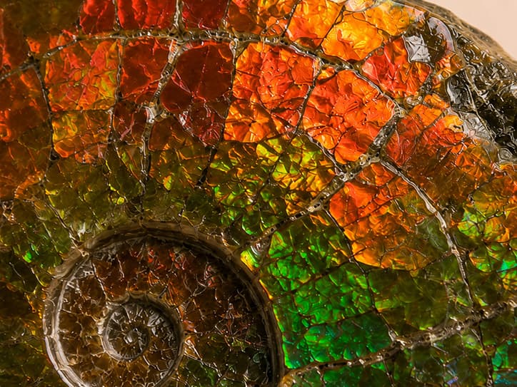 Detailfoto van ammoliet met rode, groene en blauwe flitsen
