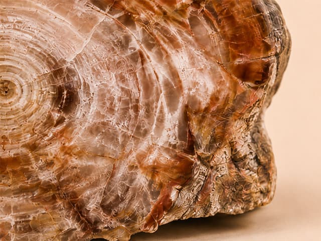Detailfoto van versteend hout met warme ringen en minerale tekening